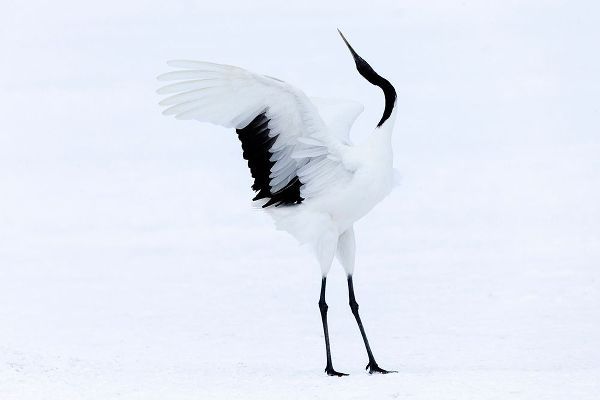 Goff, Ellen 아티스트의 Japan-Hokkaido-Kushiro A red-crowned crane assumes elegant positions during its courtship dance작품입니다.